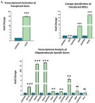 CIMB | Free Full-Text | Overexpression of OLIG2 and MYT1L... MYT1L Transcription Factors Enhance the Differentiation Potential of... 