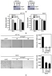 Honokiol Inhibits Colorectal Cancer Cell Growth: Involvement of Hsp27 as a Molecular Target