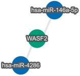 Upregulation of miR-4286 and miR-146a-5p in Metastatic Melanoma, Revealed by Multiplex Expression Analysis