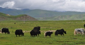 Diversity | Special Issue : Ecology and Restoration of Grassland—2nd Edition Diversity
