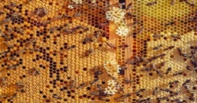 Applied Sciences | Special Issue : Bioactive Analysis and Applications of Honey and Other Bee Products Applied Sciences