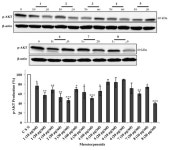 Anticancer Activities of Meroterpenoids Isolated from the Brown Alga Cystoseira usneoides against the Human Colon Cancer Cells HT-29
