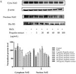 The Antioxidant and Anti-Inflammatory Effects of Flavonoids from Propolis via Nrf2 and NF-κB Pathways