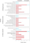 Mycotoxin Removal and Transcriptional Response of Pichia fermentans KCB21_L2