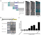 The CaAP2/ERF064 Regulates Dual Functions in Pepper: Plant Cell Death and Resistance to Phytophthora capsici