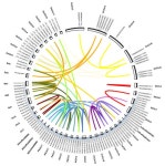 Genes | Free Full-Text | Phylogenetic Relationship of Plant MLO Genes and Transcriptional Response of MLO Genes to Ralstonia... 