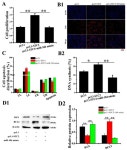 MiR-184 Combined with STC2 Promotes Endometrial Epithelial Cell Apoptosis in Dairy Goats via RAS/RAF/MEK/ERK Pathway