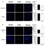 SESN3 Inhibited SMAD3 to Relieve Its Suppression for MiR-124, Thus Regulating Pre-Adipocyte Adipogenesis