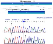 WT1, NR0B1, NR5A1, LHX9, ZFP92, ZNF275, INSL3, and NRIP1 Genetic Variants in Patients with Premature Ovarian Insufficiency in a... 