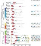 Genes | Free Full-Text | Genome-Wide Identification and Analysis of DOF Gene Family in Eugenia uniflora L. (Myrtaceae) Genome... 
