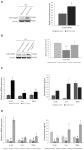 MiR-217 Regulates SIRT1 Expression and Promotes Inflammatory and Apoptotic Responses in Osteoarthritis