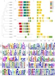 Genes | Free Full-Text | Genome-Wide Identification, Expression Analysis, and Subcellular Localization of DET2 Gene Family in... 
