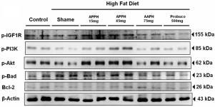 The Heart Protection Effect of Alcalase Potato Protein Hydrolysate Is through IGF1R-PI3K-Akt Compensatory Reactivation in Aging... 
