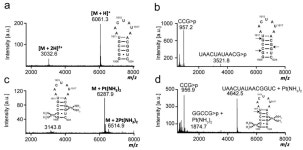 Cisplatin Targeting of Bacterial Ribosomal RNA Hairpins
