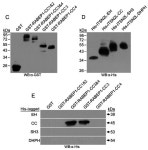 ITSN2L Interacts with and Negatively Regulates RABEP1