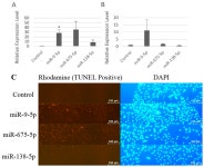 miR-9-5p, miR-675-5p and miR-138-5p Damages the Strontium and LRP5-Mediated Skeletal Cell Proliferation, Differentiation, and... 