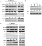 GL-1196 Suppresses the Proliferation and Invasion of Gastric Cancer Cells via Targeting PAK4 and Inhibiting PAK4-Mediated... 