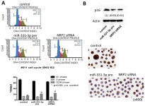 MicroRNA-331-3p Suppresses Cervical Cancer Cell Proliferation and E6/E7 Expression by Targeting NRP2