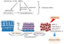 MicroRNA-331-3p Suppresses Cervical Cancer Cell Proliferation and E6/E7 Expression by Targeting NRP2