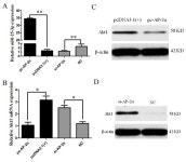 miR-25-3p, Positively Regulated by Transcription Factor AP-2α, Regulates the Metabolism of C2C12 Cells by Targeting Akt1