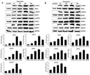 Interleukin-34 Regulates Th1 and Th17 Cytokine Production by Activating Multiple Signaling Pathways through CSF-1R in Chicken... 