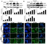 Interleukin-34 Regulates Th1 and Th17 Cytokine Production by Activating Multiple Signaling Pathways through CSF-1R in Chicken... 