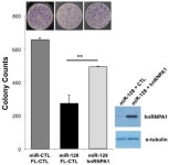 miR-128 Restriction of LINE-1 (L1) Retrotransposition Is Dependent on Targeting hnRNPA1 mRNA