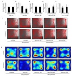 Differential Expression of miRNAs and Behavioral Change in the Cuprizone-Induced Demyelination Mouse Model