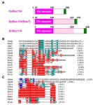 Genetic Interactions of Histone Modification Machinery Set1 and PAF1C with the Recombination Complex Rec114-Mer2-Mei4 in the... 