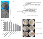 Diversity and Antimicrobial Activity of Endophytic Fungi Isolated from Chloranthus japonicus Sieb in Qinling Mountains, China