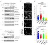 PAK1 Regulates MEC-17 Acetyltransferase Activity and Microtubule Acetylation during Proplatelet Extension