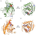 Identifying Cancer-Relevant Mutations in the DLC START Domain Using Evolutionary and Structure-Function Analyses