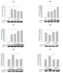 Involvement of the ERK/HIF-1α/EMT Pathway in XCL1-Induced Migration of MDA-MB-231 and SK-BR-3 Breast Cancer Cells