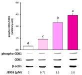 In Silico Identification of Small Molecules as New Cdc25 Inhibitors through the Correlation between Chemosensitivity and Protein... 