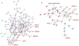IJMS | Free Full-Text | Expression of DDX11 and DNM1L at the 12p11 Locus Modulates Systemic Lupus Erythematosus Susceptibility... 