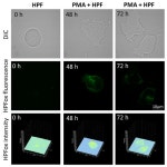 Free Radical-Mediated Protein Radical Formation in Differentiating Monocytes