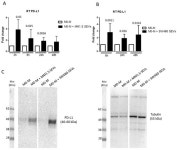 Induce Pro-Inflammatory Cytokine Expression and PD-L1 Regulation in M0 Macrophages via IL-6/STAT3 and TLR4 Signaling Pathways