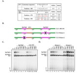 Contribution of the Transcription Factors Sp1/Sp3 and AP-1 to Clusterin Gene Expression during Corneal Wound Healing of Tissue... 