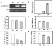 IJMS | Free Full-Text | A Maize CBM Domain Containing the Protein ZmCBM48-1 Positively Regulates Starch Synthesis in the Rice... 