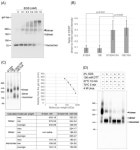 Involvement of a Cluster of Basic Amino Acids in Phosphorylation-Dependent Functional Repression of the Ceramide Transport... 