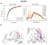 Modulation of KV4.3-KChIP2 Channels by IQM-266: Role of DPP6 and KCNE2