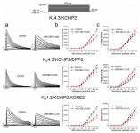 Modulation of KV4.3-KChIP2 Channels by IQM-266: Role of DPP6 and KCNE2