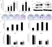 Tumor-Intrinsic PD-L1 Exerts an Oncogenic Function through the Activation of the Wnt/β-Catenin Pathway in Human Non-Small Cell... 