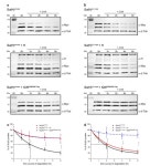 The Binding of CSL Proteins to Either Co-Activators or Co-Repressors Protects from Proteasomal Degradation Induced by MAPK... 