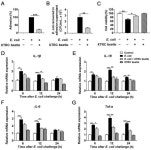 Z. morio Hemolymph Relieves E. coli-Induced Mastitis by Inhibiting Inflammatory Response and Repairing the Blood–Milk Barrier