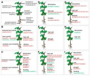 Structure, Function, and Applications of Soybean Calcium Transporters
