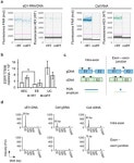 Intravesicular Genomic DNA Enriched by Size Exclusion Chromatography Can Enhance Lung Cancer Oncogene Mutation Detection Sensitivity