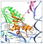 Yet Another Similarity between Mitochondrial and Bacterial Ribosomal Small Subunit Biogenesis Obtained by Structural... 