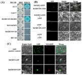 IJMS | Free Full-Text | Melatonin Delays Postharvest Senescence through Suppressing the Inhibition of BrERF2/BrERF109 on... 