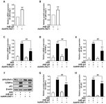 APE1/Ref-1 Inhibits Adipogenic Transcription Factors during Adipocyte Differentiation in 3T3-L1 Cells